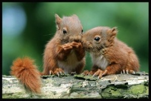 Couple d'écureuils