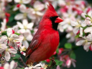 Le cardinal rouge