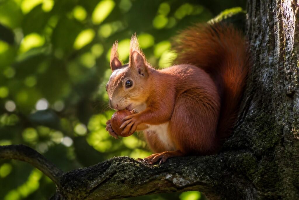 découvrez nos conseils pratiques pour photographier un écureuil roux en forêt et capturer ses moments les plus naturels et authentiques.