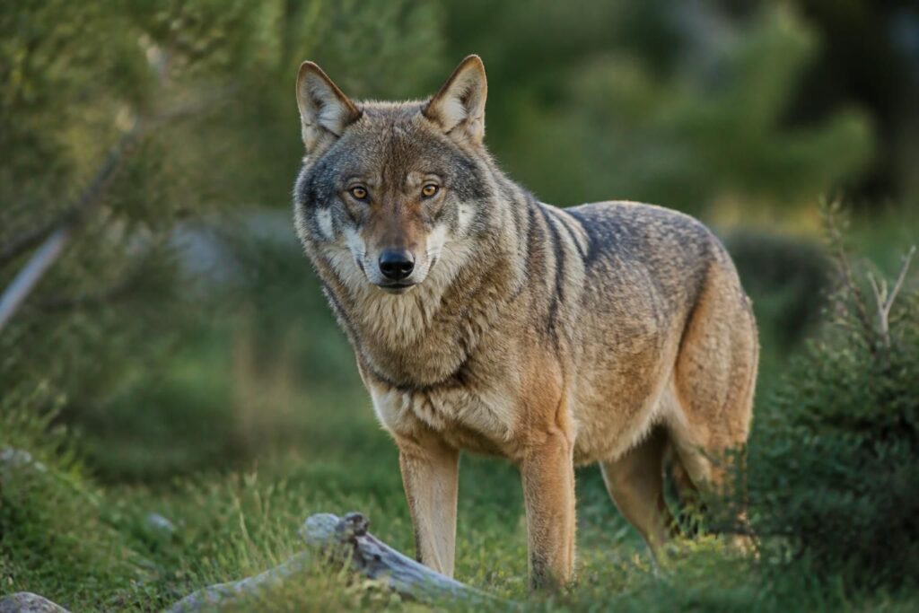 apprenez à réaliser une mise au point précise pour capturer des images nettes et détaillées de sujets animaliers en photographie.