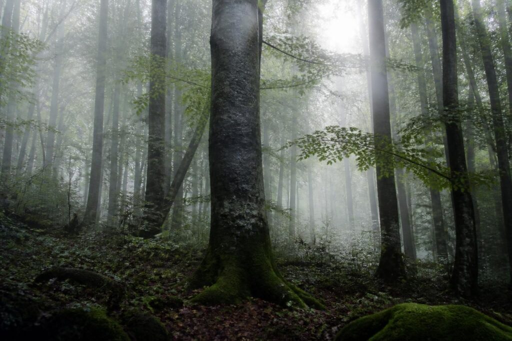 Photographier la brume et le brouillard en forêt