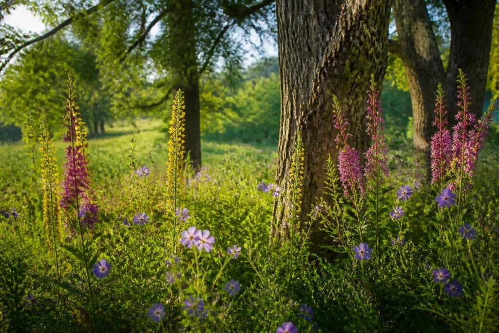 Photographier la flore sauvage : fleurs, arbres et détails botaniques