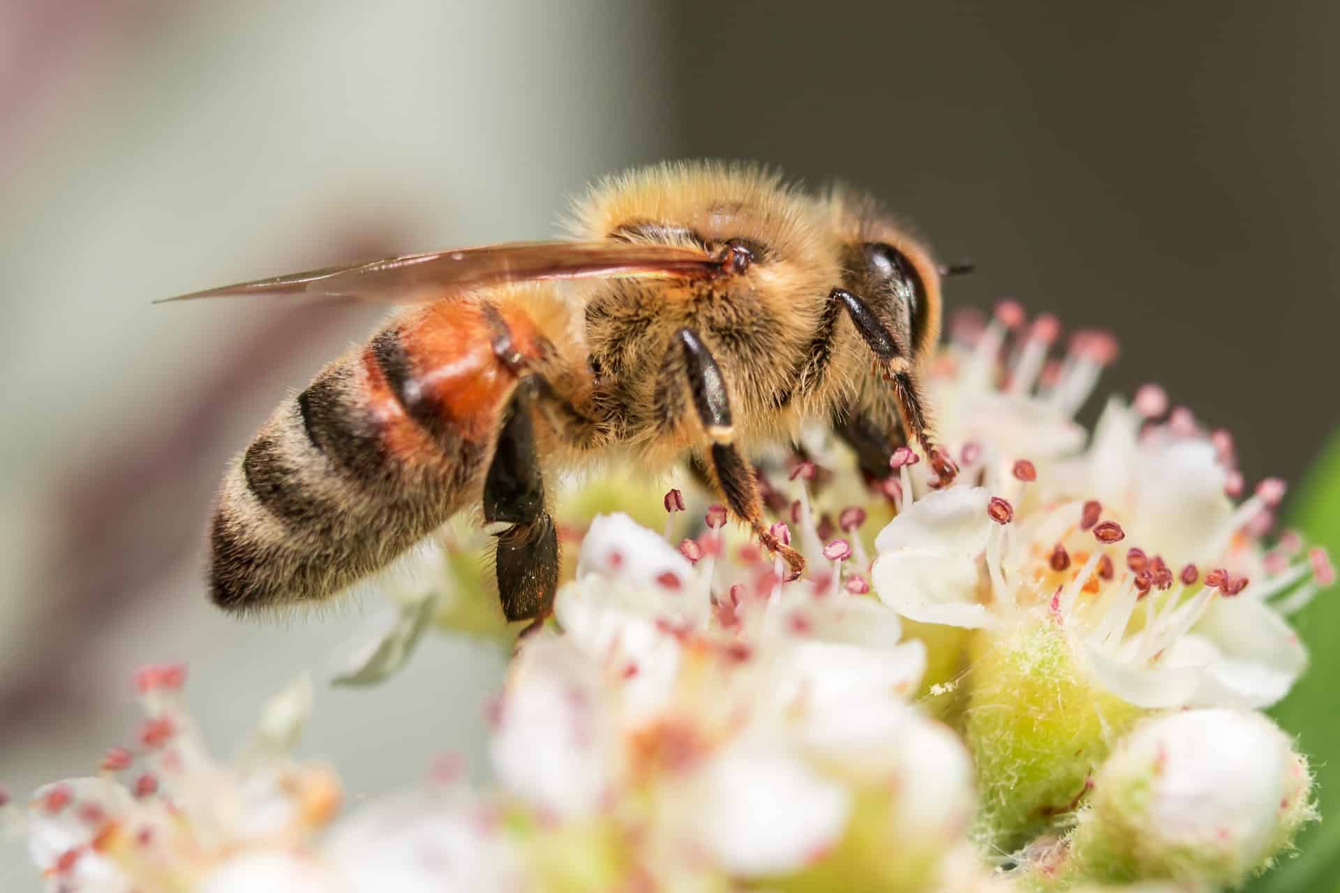 Macrophotographie insecte : comment faire des photos d&rsquo;insectes ?