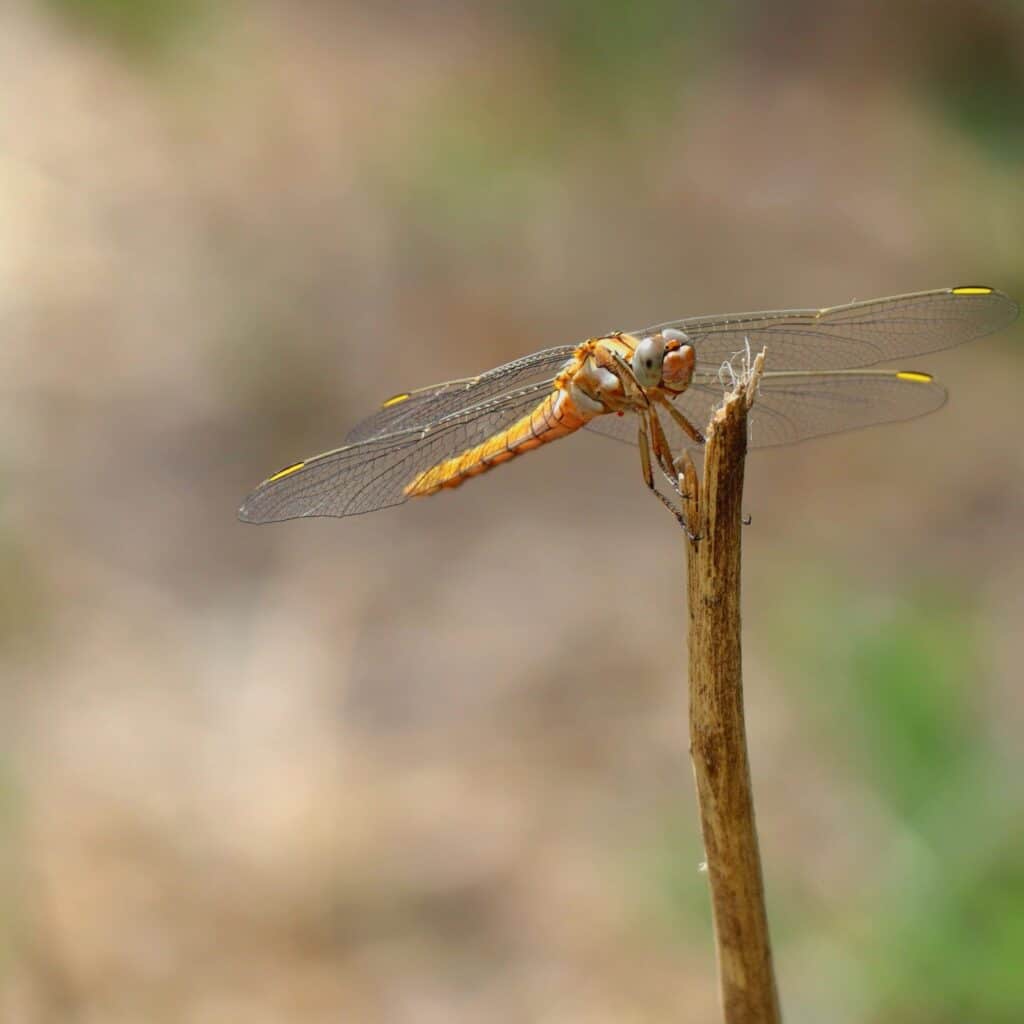 Macrophotographie insecte : comment faire des photos d&rsquo;insectes ?