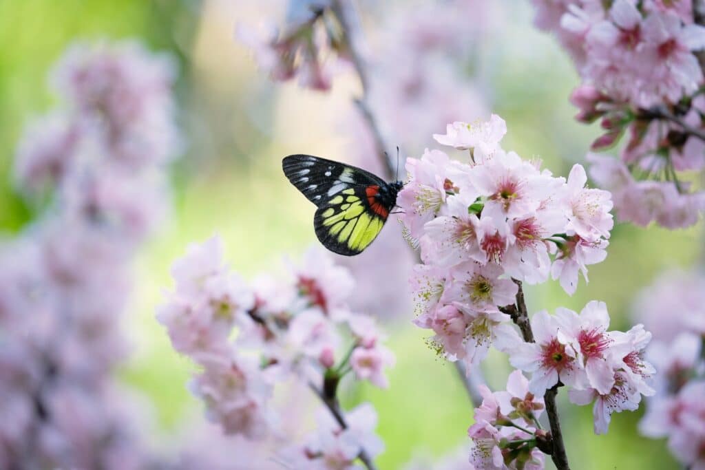 Macrophotographie insecte : comment faire des photos d&rsquo;insectes ?