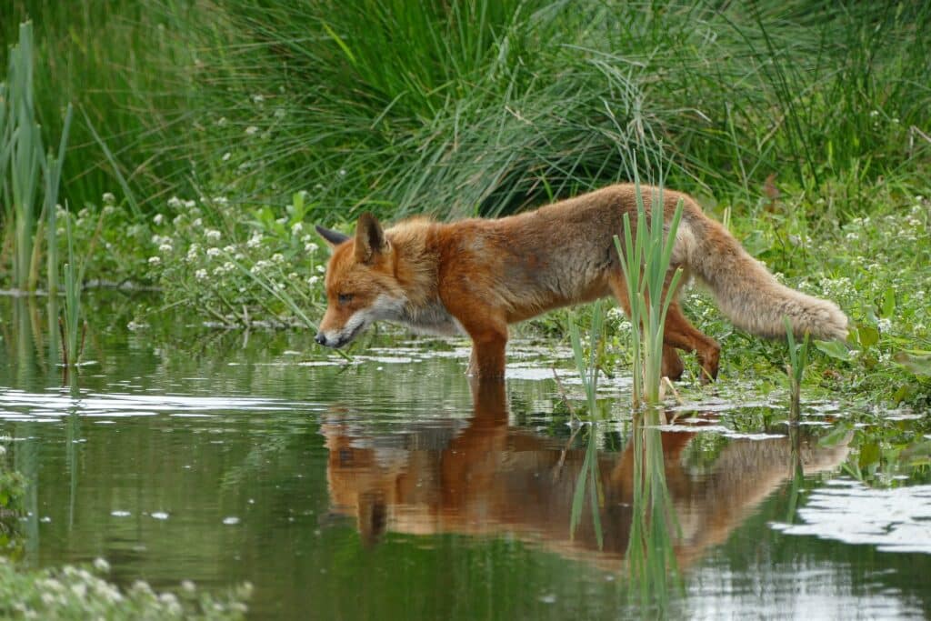 photographe animalier